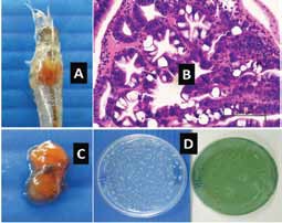 Màu sắc gan tụy có liên quan đến Vibrio dự báo tỷ lệ sống của tôm đối với bệnh EMS