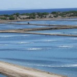 Ứng dụng chế phẩm sinh học trong nuôi trồng thủy sản – Phần 1